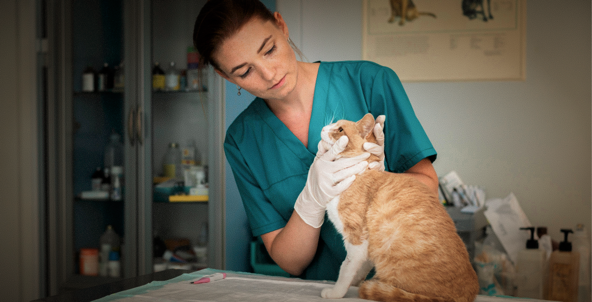 Veterinary Clinics Hero IMG